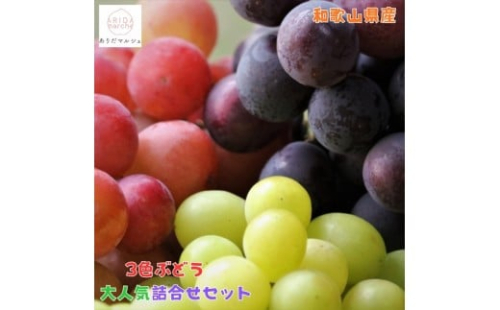 農家直送 ３色ぶどう詰め合わせ大人気セット 約2kg入り ［2026年・先行予約］ 199831 - 和歌山県有田川町