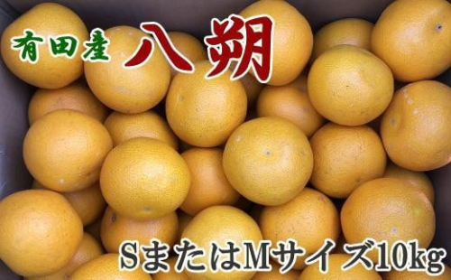 ［手選果］有田産の八朔10kg（SまたはMサイズいずれかお届け）★2026年1月下旬より順次発送 199835 - 和歌山県有田川町