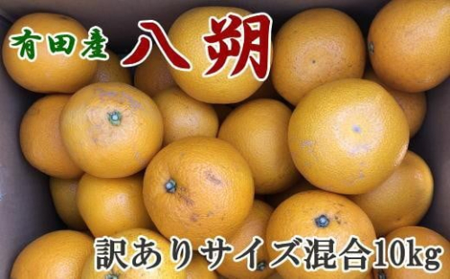 ［手選果・訳あり］有田産の八朔10kg（サイズ混合）★2026年1月下旬より順次発送 199837 - 和歌山県有田川町