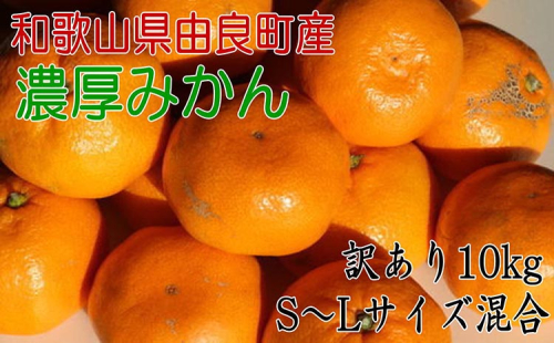 【訳あり・ご家庭用】和歌山由良町産のみかん約10kg（サイズ混合）※2025年11月下旬～12月下旬頃に順次発送予定 1998594 - 和歌山県美浜町