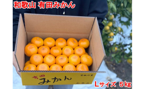 【秀品・サイズＬ】まる隆果樹園　和歌山有田産！早生みかん≪5ｋｇ≫【予約販売】【数量限定】 199884 - 和歌山県有田川町