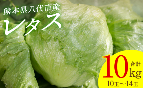 【先行予約】 レタス10kg (10玉～14玉) 野菜 葉物 やさい サラダ 付け合せ 新鮮 産地直送 冷蔵 【2025年11月中旬より順次発送】 1999062 - 熊本県八代市