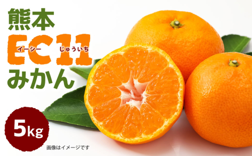 【先行予約】八代市東陽産山本さん家の「熊本EC11みかん」（イーシーじゅういち）5kg ミカン 柑橘類 果物 くだもの 青果 【2025年11月上旬より順次発送】 1999260 - 熊本県八代市