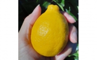 【有田川町】レモン 和歌山県産 訳あり 国産レモン 2kg