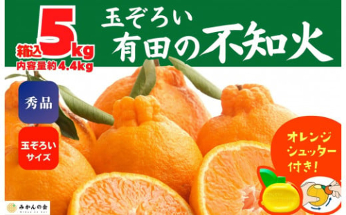 不知火 (しらぬい) 秀品 玉ぞろい 箱込 5kg (内容量約4.4kg)  和歌山県産 産地直送［みかんの会］ 199970 - 和歌山県有田川町