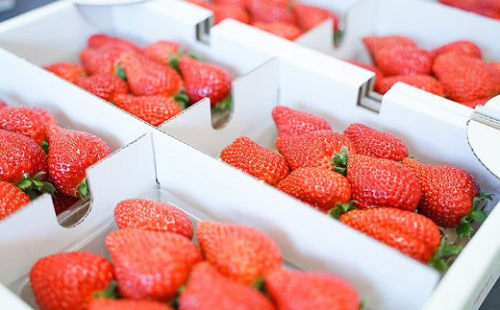 おいしさにこだわった いちご 苺 さちのか 300g × 4パック 合計 1.2kg 2L サイズ 江川農園 199992 - 和歌山県有田川町