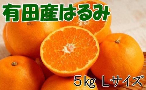 ［厳選・濃厚］紀州有田産のはるみ約5kg(Lサイズ) ★2026年1月下旬頃より順次出発送［TM28w］ 200057 - 和歌山県有田川町
