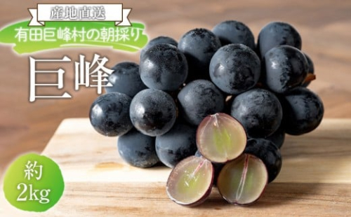 ［先行予約］[産直]有田巨峰村の朝採り巨峰　約2kg★2026年8月中旬頃より順次発送 200059 - 和歌山県有田川町