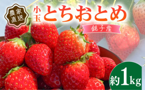 【1～4月発送】 いちご 約1kg とちおとめ 小玉  250g × 4P / こだわり いちご イチゴ strawberry 苺 新鮮 朝摘み 朝採り 産直 産地直送 安心安全 ichigo itigo いちご 苺 果物 フルーツ くだもの ギフト プレゼント 贈物 贈答 ケーキ ふるさと納税 ふるさと納税苺 いちご 千葉県 銚子市 神原いちご園 2001837 - 千葉県銚子市