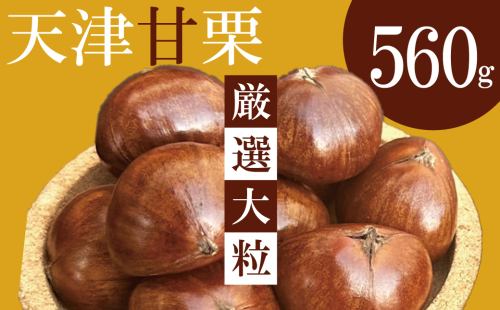 この道45年の職人が焼く、やさしい甘みたっぷりの「厳選大粒」天津甘栗 560ｇ！ 発送当日に焼き上げ 焼きたて 栗 くり 栗爪 殻付き お菓子 おつまみ 人気 高リピート 小分け 栗ご飯 栗きんとん 甘露煮 H045-064 2003484 - 愛知県碧南市