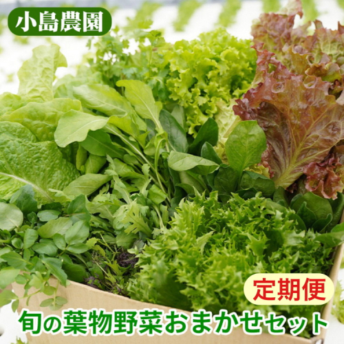 【6回定期便】野菜 詰め合わせ リーフレタス サラダ 7種 6回定期便 京都 丹波産 新鮮 旬の葉物野菜セット 小島農園《農薬不使用 京野菜 亀岡産 季節の野菜 産地直送 期間限定 ふるさと納税野菜》 2004141 - 京都府亀岡市