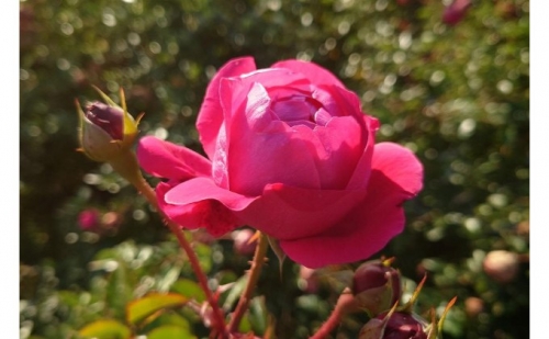 【Apple Roses】バラ苗『グローブマイスター』新苗育成苗6号ポット植え 200481 - 埼玉県飯能市