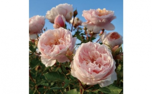 【Apple Roses】バラ苗『メーヴェ』新苗育成苗6号ポット植え 200488 - 埼玉県飯能市