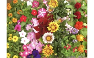4月～6月発送予約　産地直送！夏の花壇苗４０個詰め合わせ