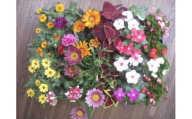 4月～6月発送予約　産地直送!夏の花壇苗24個詰め合わせ