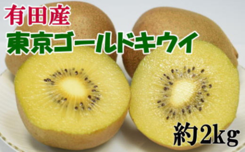 ［数量限定］東京ゴールドキウイ 約2kg サイズ混合★2026年11月中旬から下旬頃発送 2005454 - 和歌山県有田川町
