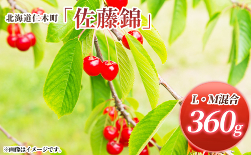 先行受付 北海道 仁木町産 さくらんぼ 佐藤錦 360g (180g×2パック) L-Mサイズ 混合  旬 桜桃 産地直送 サクランボ チェリー フルーツ 果物 果物類 仁木町 仁木 [松山商店] 2006234 - 北海道仁木町