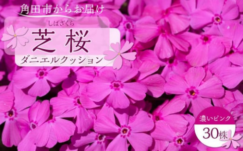 芝桜　ダニエルクッション（濃いピンク）３０株【限定１０００個】 2007601 - 宮城県角田市