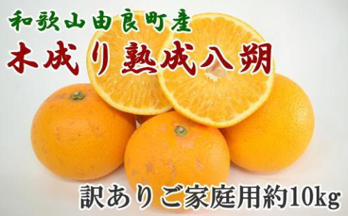 ［産直］和歌山由良町産の木成り熟成八朔訳ありご家庭用約10kg（サイズ混合）★2026年3月中旬頃より順次発送［TM134］ 200770 - 和歌山県上富田町