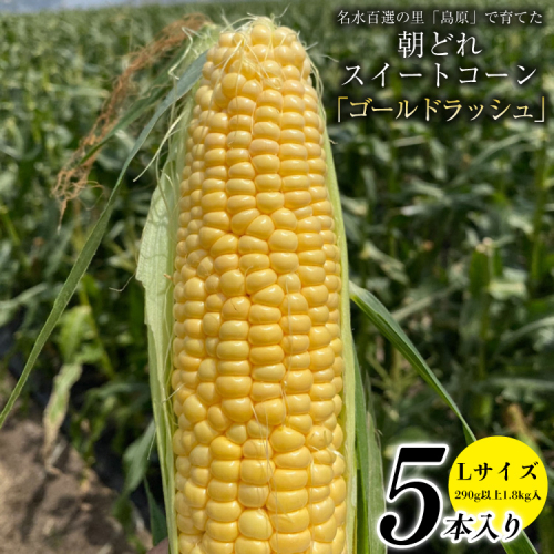 CE280【令和8年度出荷分】 5月下旬から出荷！ 朝どれ スイートコーン L×5本セット(1.8kg入) ～名水百選の里 島原産～ 200803 - 長崎県島原市