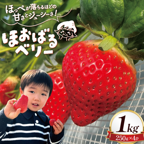 AI377 【2025年12月発送開始】いちご ほおばるベリー 約 1kg 250g 4パック [ 苺 イチゴ 1キロ 甘い おいしい あまい フルーツ 果物 出田農円 長崎県 島原市] 2009449 - 長崎県島原市