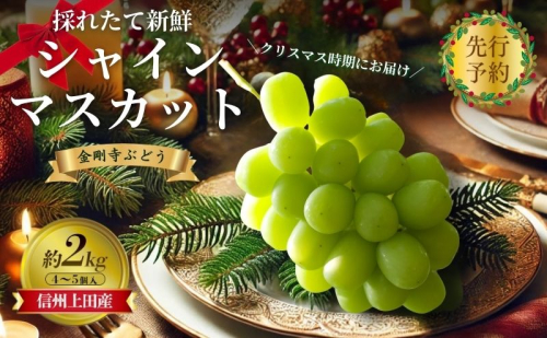 【2026年先行予約】クリスマスにお届け！ シャインマスカット 信州上田産金剛寺ぶどう 約2kg 4～5房 ぶどう 葡萄 ブドウ マスカット 2kg 果物 くだもの フルーツ デザート 旬の果物 旬のフルーツ 長野県 2010455 - 長野県上田市