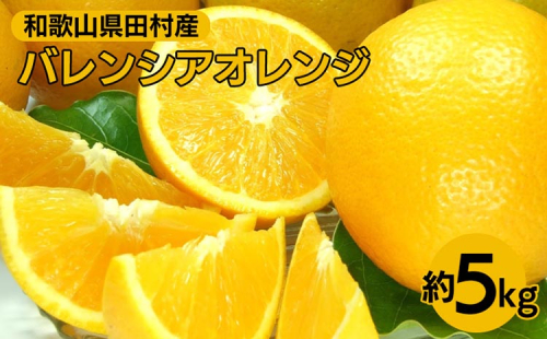 バレンシアオレンジ［約5kg］湯浅町田村産 春みかん 春柑橘 【果実サイズおまかせ】｜和歌山県産 柑橘 フルーツ 紀伊国屋文左衛門本舗 ※2025年6月上旬～7月下旬頃に順次発送予定 2010735 - 和歌山県美浜町