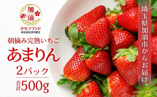 【先行受付】「埼玉農業大賞特別賞」を受賞！ 完熟朝摘み あまりん　250g×2　(8粒～15粒)　【苺】 イチゴ おおきい スイーツ あかい 果物 ふるさと納税 いちご うまい フルーツ 期間限定 人気いちご 甘い いちご 旬 直送 おすすめいちご ストロベリー 苺ジャム いちご 好きのための いちご