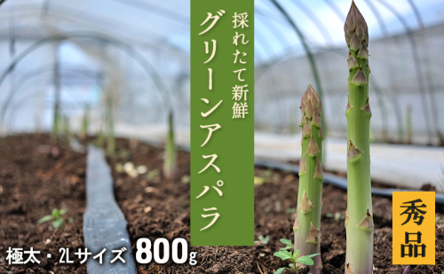 2L【秀品】800gグリーンアスパラ＜北海道日高門別産＞ アスパラガス アスパラ 春野菜 春 朝採り 朝採れ 新鮮 農協 JA 直送 野菜 2011490 - 北海道日高町