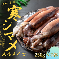 【朝どれ寒シマメ 丸ごと3杯セット】250g×3杯 いか イカ スルメイカ 朝どれ寒シマメ