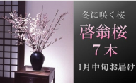 食の都庄内　【1月中旬お届け】啓翁桜（7本束）