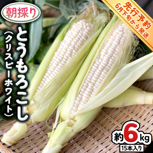 【 先行予約 2025年 6月下旬 以降発送】【 令和7年産 】 朝採り とうもろこし （ クリスピーホワイト ） 約 6kg トウモロコシ スイートコーン 野菜 産地直送 期間限定 [AX018ya] 201545 - 茨城県八千代町