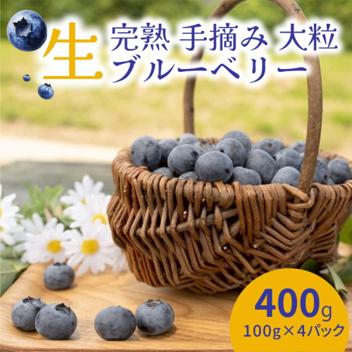 【先行受付予約】知多半島 生ブルーベリー 400g（100g×4パック） 完熟 果物 フルーツ 旬 農園直送 青果物 国産 健康 美容 愛知県 美浜町 ブルーベリーの里みはま 産地直送 ※2026年6月上旬～8月中旬に順次発送予定 送料無料 数量限定 期間限定 ※北海道・沖縄・離島への配送不可 2016040 - 愛知県美浜町