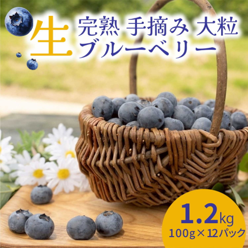 【先行受付予約】知多半島 生ブルーベリー 1.2kg（100g×12パック） 完熟 果物 フルーツ 旬 農園直送 青果物 国産 健康 美容 愛知県 美浜町 ブルーベリーの里みはま 産地直送 ※2026年6月上旬～8月中旬に順次発送予定 送料無料 数量限定 期間限定 ※北海道・沖縄・離島への配送不可 2016051 - 愛知県美浜町