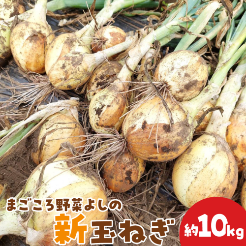 茨城県 筑西市産「 まごころ野菜よしの の 新玉ねぎ 」 約10kg 令和7年産 先行予約 玉ねぎ 玉葱 タマネギ 野菜 [DX022ci] 2016276 - 茨城県筑西市