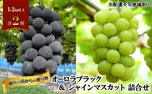 【2026年先行予約】 ぶどう 岡山県産 晴れの国からの 贈り物 オーロラブラック ＆ シャインマスカット 詰合せ 1.2kg以上(2房)《2026年9月上旬-9月中旬出荷》 葡萄 ブドウ フルーツ 果物 数量限定 期間限定 里庄町 2017422 - 岡山県里庄町