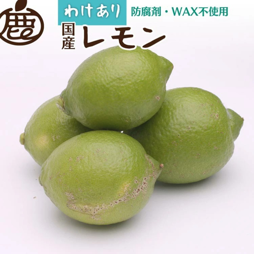 ＜9月より発送＞家庭用 黒潮レモン3kg+90g（傷み補償分）【和歌山有田産】【防腐剤・WAX不使用、安心の国産レモン】【わけあり・訳ありレモン】　※北海道・沖縄・離島への配送不可　※ご指定の期間内に順次発送 201745 - 和歌山県美浜町