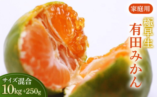 家庭用 極早生有田みかん10kg+250g（傷み補償分）【YN26・ゆら早生】【わけあり・訳あり】◇ 2018037 - 和歌山県美浜町