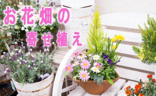 可愛いお花畑の寄せ植え（Mサイズ）  201961 - 福岡県朝倉市