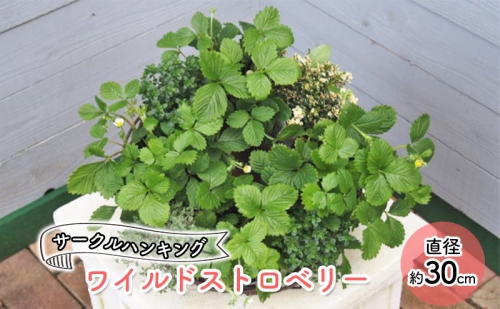ワイルドストロベリーのサークルハンキング 植物 インテリア 201970 - 福岡県朝倉市