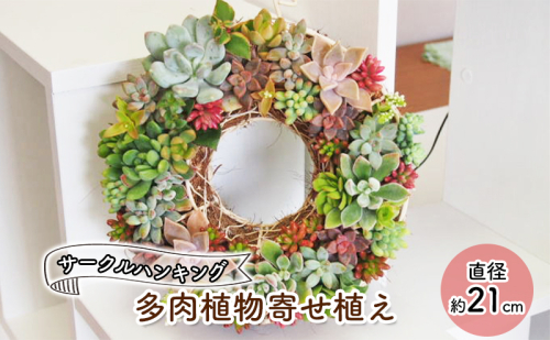 多肉 寄せ植え サークルハンキング  植物 アレンジ 丸型リース 植物 インテリア ガーデン  201981 - 福岡県朝倉市