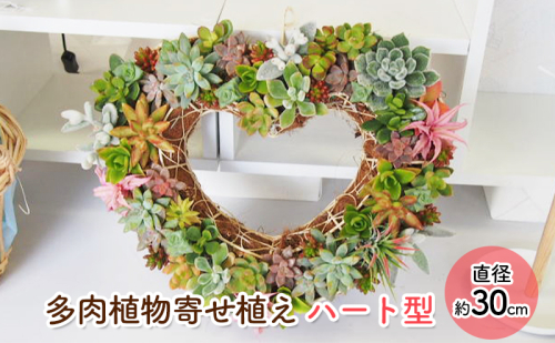 多肉 寄せ植え 可愛いハートの多肉植物 植物 インテリア ガーデン  201982 - 福岡県朝倉市