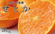 とろける食感！ジューシー柑橘　せとか　約3kg【予約】【2026年2月下旬頃〜2026年3月下旬頃発送(お届け日指定不可)】