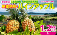 2025年先行予約[屋我地島 農家協同直売所] 産地直送 屋我地島のパインアップル1.2kg以上(2玉) 沖縄 おきなわ 国産 県産 フルーツ 厳選 こだわり 果物 くだもの パイン お取り寄せ トロピカルフルーツ 南国フルーツ 食物 ぱいん やんばる 名護市 なご トロピカル 南国