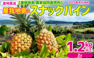 2025年先行予約[屋我地島 農家協同直売所] 産地直送 屋我地島のスナックパイン1.2kg以上(2玉) 沖縄 おきなわ 国産 県産 フルーツ 厳選 こだわり 果物 くだもの パイン お取り寄せ ふるさと納税 送料無料 南国フルーツ ぱいん 名護市 なご 食べ物 やんばる トロピカル