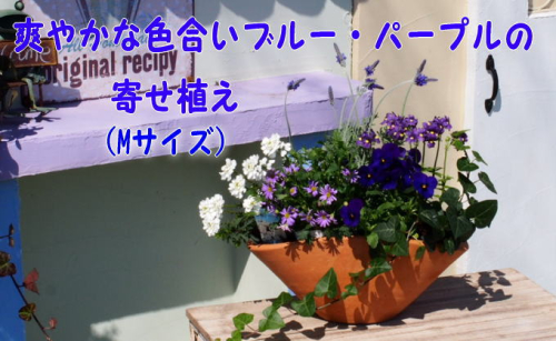 ブルー・パープルの寄せ植え（舟形Mサイズ）1個 花 植物  202067 - 福岡県朝倉市
