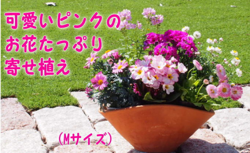 可愛いピンクのお花たっぷりの寄せ植え（舟形Mサイズ）1個 植物  202068 - 福岡県朝倉市