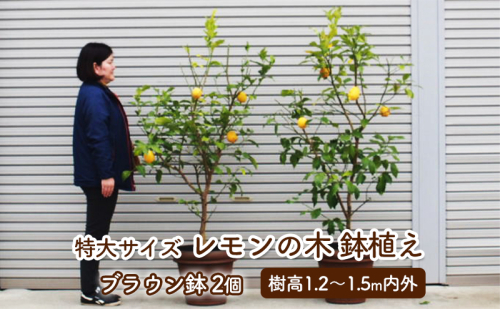 苗木 レモン 特大サイズ レモンの木 鉢植え ブラウン鉢 2個 植物 ガーデン ※配送不可:北海道、沖縄、離島  202076 - 福岡県朝倉市
