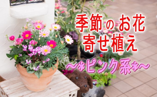 季節のお花寄せ植え(赤・ピンク系) 植物  202164 - 福岡県朝倉市