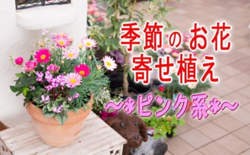 季節のお花寄せ植え(赤・ピンク系) 202164 - 福岡県朝倉市